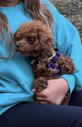 Reunited Female Dog last seen 18/162, Vancouver, WA 98684