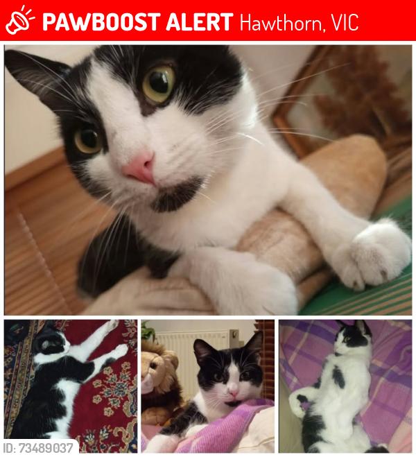 Lost Male Cat last seen Auburn Rd and Caroline Street, near the Hawthorn Youth Hall, Hawthorn, VIC 3122