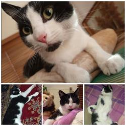 Lost Male Cat last seen Auburn Rd and Caroline Street, near the Hawthorn Youth Hall, Hawthorn, VIC 3122