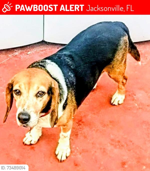 Lost Male Dog last seen Near Ernona Street the pasture at the dead end our hse is right by it, Jacksonville, FL 32205