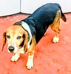 Lost Male Dog last seen Near Ernona Street the pasture at the dead end our hse is right by it, Jacksonville, FL 32205