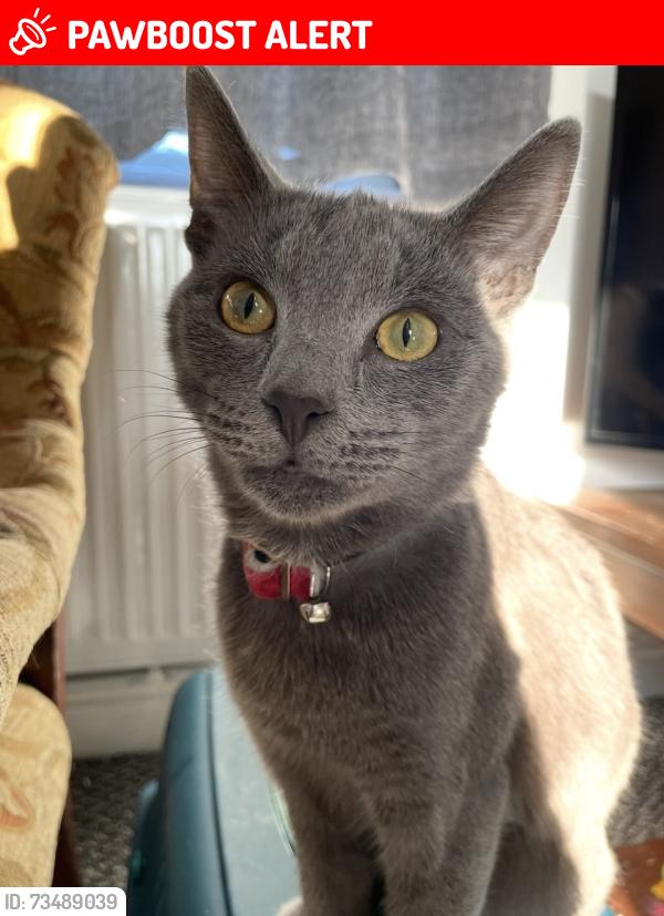 Lost Male Cat last seen Foulden near Thetford, Foulden, England IP26 5AG