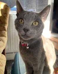 Lost Male Cat last seen Foulden near Thetford, Foulden, England IP26 5AG