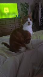 Reunited Male Cat last seen Cranberry area, Blackburn with Darwen, England 