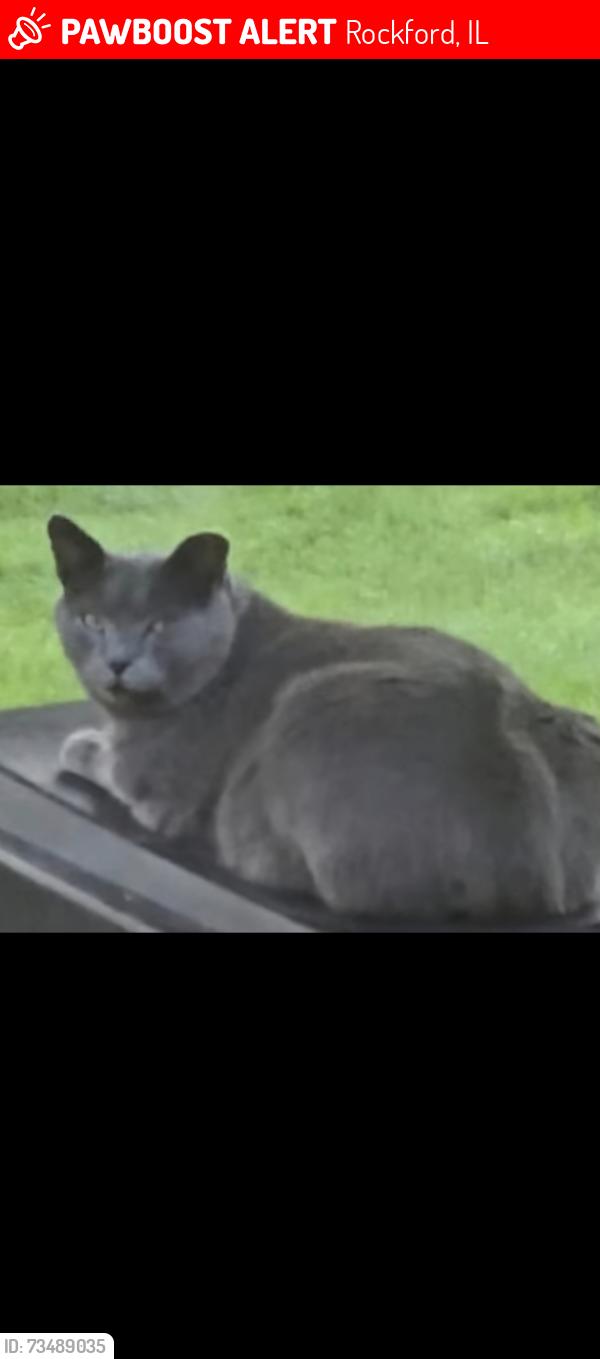 Lost Male Cat last seen Ral Mar Road, Rockford, IL 61109
