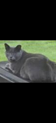 Lost Male Cat last seen Ral Mar Road, Rockford, IL 61109