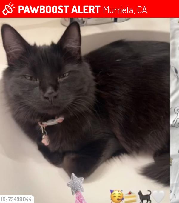 Lost Female Cat last seen Promontory Pkwy, Alamos Elementary, Murrieta, CA 92563
