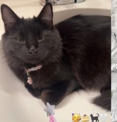 Lost Female Cat last seen Promontory Pkwy, Alamos Elementary, Murrieta, CA 92563
