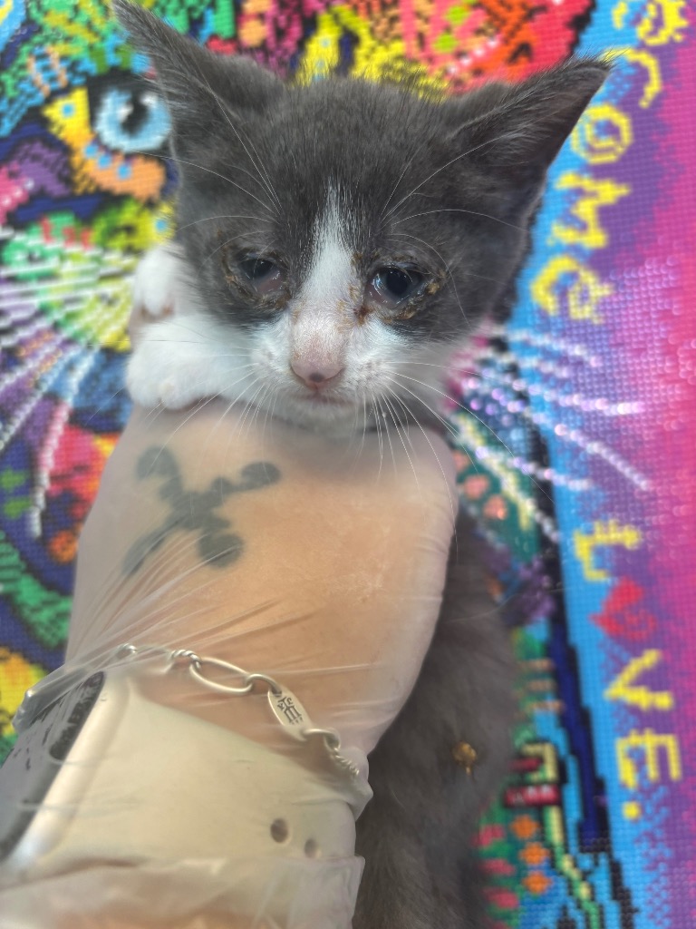 Shelter Stray Male Cat last seen Bexar County, 3353 Morningside Dr, New Braunfels, TX 78132, USA
