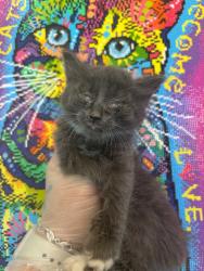 Shelter Stray Male Cat last seen Bexar County, 3353 Morningside Dr, New Braunfels, TX 78132, USA