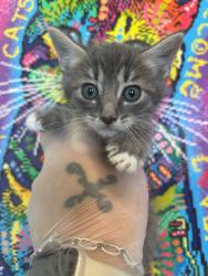 Shelter Stray Male Cat last seen Bexar County, 3353 Morningside Dr, New Braunfels, TX 78132, USA