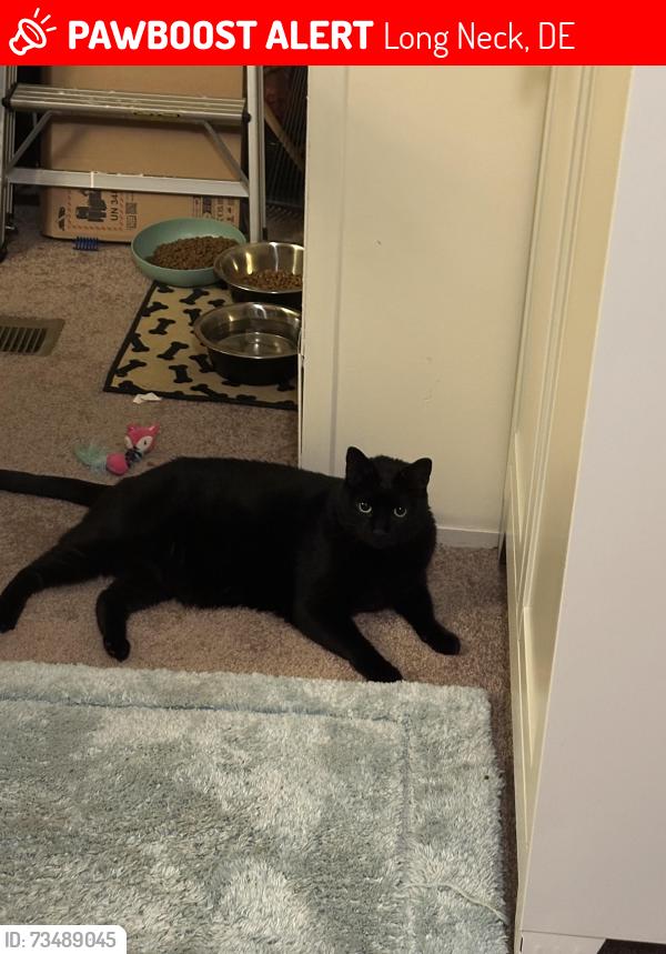 Lost Male Cat last seen Rehoboth shores long neck, Long Neck, DE 19966