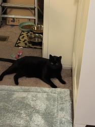 Lost Male Cat last seen Rehoboth shores long neck, Long Neck, DE 19966