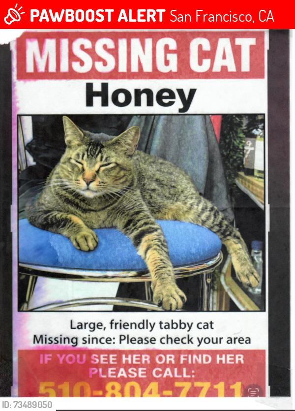 Lost Female Cat last seen Francisco and Franklin Streets, San Francisco, CA 94123