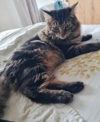Lost Male Cat last seen Greenfield Road/Warren Drive area, Blackpool, England FY5 3SS