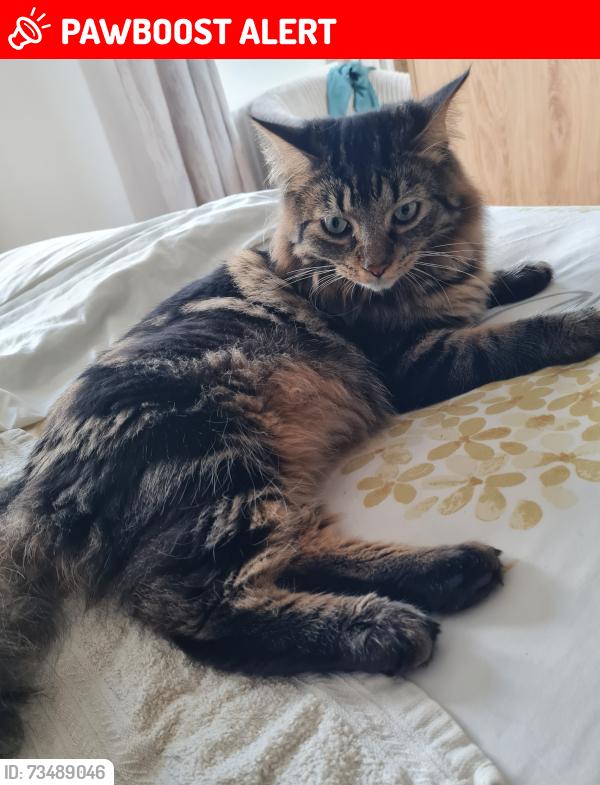 Lost Male Cat last seen Greenfield Road/Warren Drive area, Blackpool, England FY5 3SS