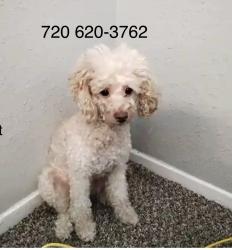 Reunited Female Dog last seen Meadowbrook and Ash Grove, Fort Worth, TX 76112