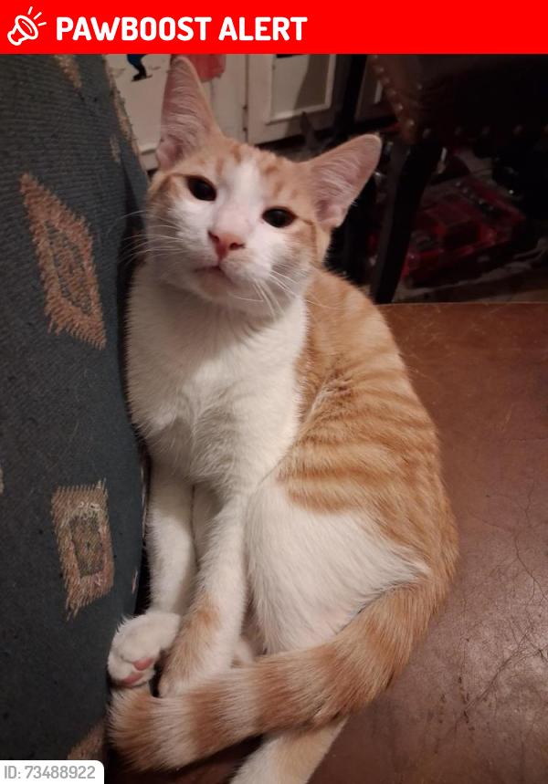 Lost Male Cat last seen Between Meridian n Ironwood and McKellips to the North (hopefully all desert going South!), Apache Junction, AZ 85120