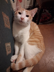 Lost Male Cat last seen Between Meridian n Ironwood and McKellips to the North (hopefully all desert going South!), Apache Junction, AZ 85120