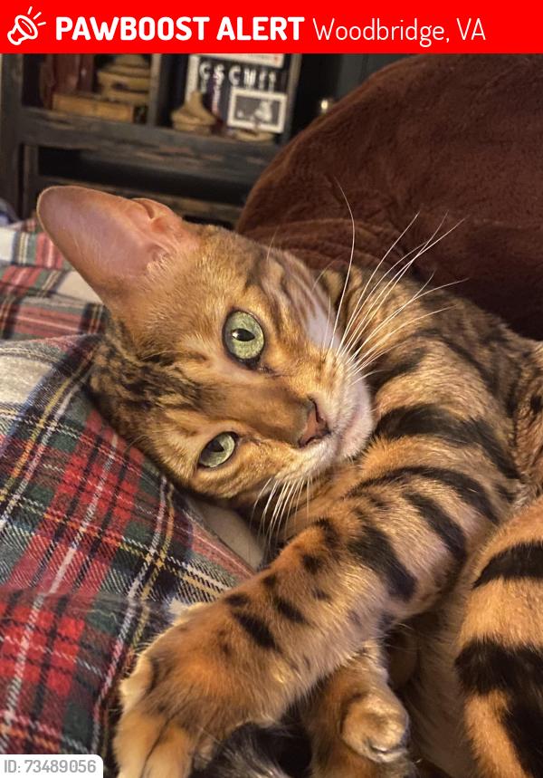 Lost Female Cat last seen Appaloosa, Westridge, Woodbridge, VA 22192
