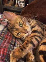 Lost Female Cat last seen Appaloosa, Westridge, Woodbridge, VA 22192