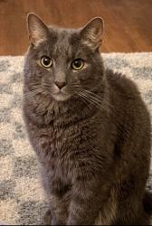Reunited Male Cat last seen Near Briarcliff Ave unit d5, Oak Ridge, TN 37830, USA, Oak Ridge, TN 37830