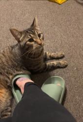 Reunited Male Cat last seen Dale Avenue and River Lane, Loves Park, IL 61111