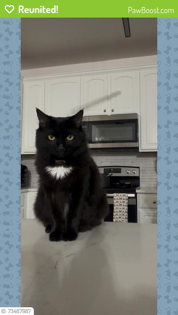 Reunited Female Cat last seen Emerald Branch Ln, Charlotte, NC 28273, USA, Charlotte, NC 28273