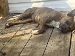 Found/Stray Female Dog last seen Eagles nest day carw, Gastonia, NC 28052