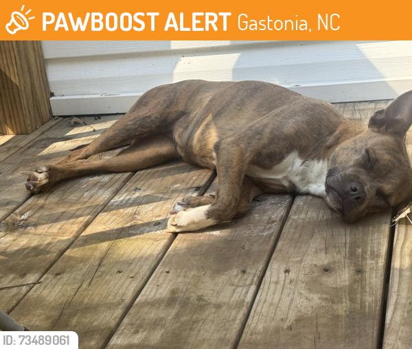 Found/Stray Female Dog last seen Eagles nest day carw, Gastonia, NC 28052