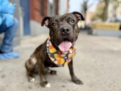 Shelter Stray Male Dog last seen Near 149 Street, BRONX, NY, 10455, 326 E 110th St, New York, NY 10029, USA