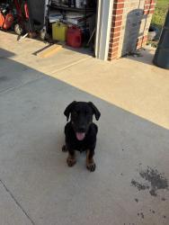 Lost Male Dog last seen Copeland Rd / Quiver Farm, Suffolk, VA 23434