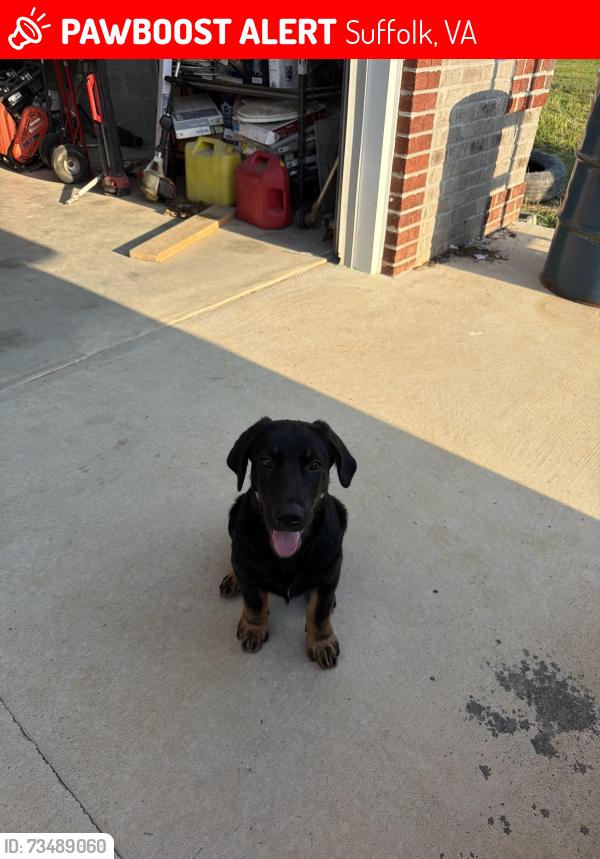 Lost Male Dog last seen Copeland Rd / Quiver Farm, Suffolk, VA 23434