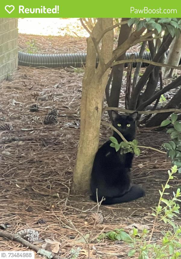 Reunited Female Cat last seen Ballentine Dairy & Sunset Lake Rd / Buckhaven/Whitehurst Neigihborhood, Fuquay-Varina, NC 27526