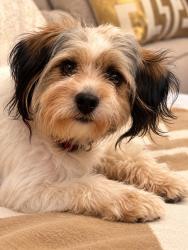 Found/Stray Male Dog last seen Near Ne 2 av Miami FI 33137 Bus stop 3 blocks near this address, Miami, FL 33137