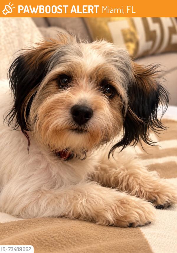Found/Stray Male Dog last seen Near Ne 2 av Miami FI 33137 Bus stop 3 blocks near this address, Miami, FL 33137