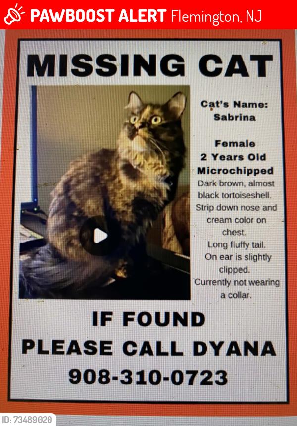 Lost Female Cat last seen Flemington South ests cndmniums, Flemington, NJ 08822
