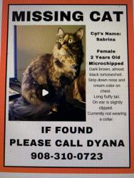 Lost Female Cat last seen Flemington South ests cndmniums, Flemington, NJ 08822