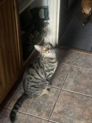 Reunited Male Cat last seen Viking close, Lordshill, England SO16 8BZ