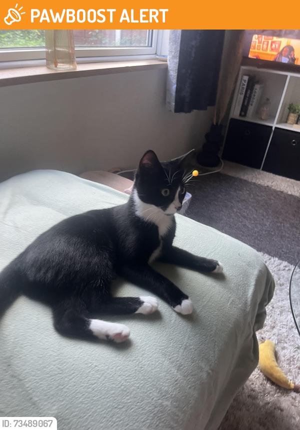 Found/Stray Male Cat last seen Forrell Grove, West Midlands, England 