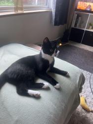 Found/Stray Male Cat last seen Forrell Grove, West Midlands, England 