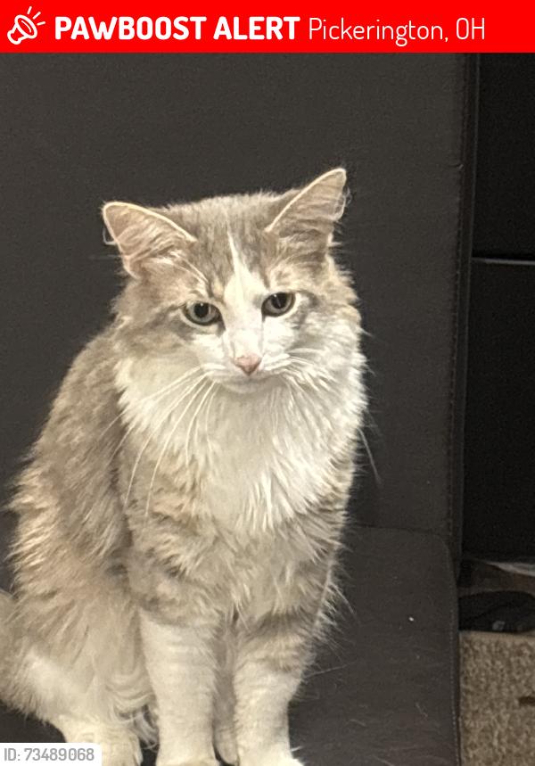 Lost Unknown Cat last seen Hill Road by dairy queen, Pickerington, OH 43147