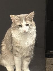 Lost Unknown Cat last seen Hill Road by dairy queen, Pickerington, OH 43147