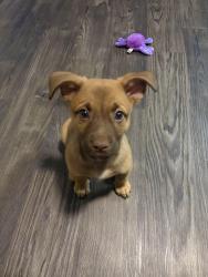 Lost Female Dog last seen Leslie court and Christopher Ave, Round Rock, TX 78681