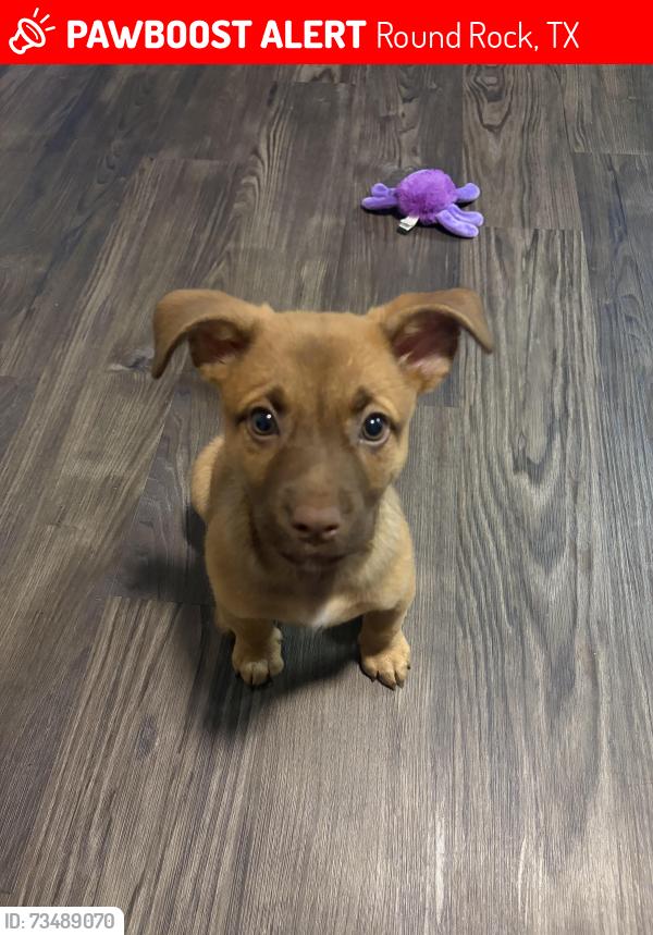 Lost Female Dog last seen Leslie court and Christopher Ave, Round Rock, TX 78681