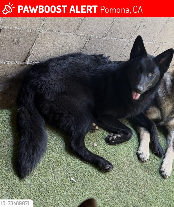 Lost Female Dog last seen Near E Mission Blvd Pomona, CA 91766 United States, Pomona, CA 91766