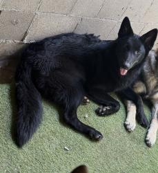 Lost Female Dog last seen Near E Mission Blvd Pomona, CA 91766 United States, Pomona, CA 91766