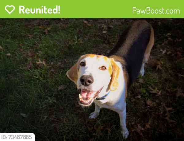 Reunited Male Dog last seen Saybrooke Neighborhood, Linton Hall, VA 20136
