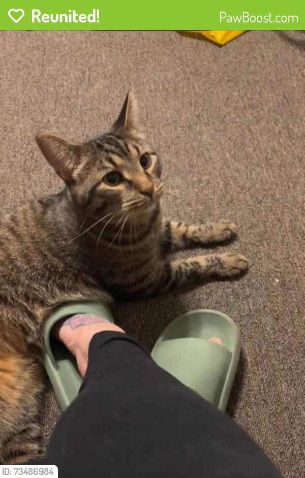 Reunited Male Cat last seen Dale Avenue and River Lane, Loves Park, IL 61111