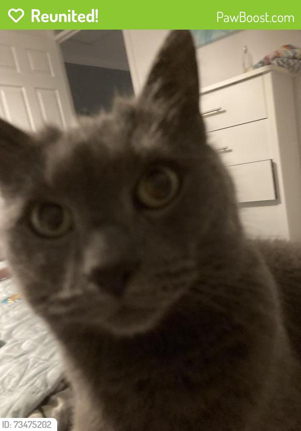 Reunited Female Cat last seen St Mary’s road, Kent, England BR8 7EU
